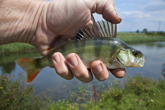 為何在鱸魚養殖水域安裝水文監測儀器設備？