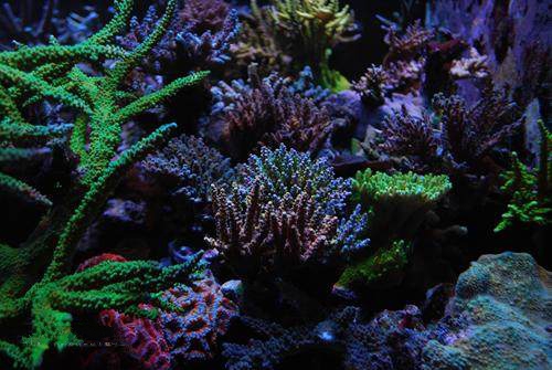 智能水質傳感器、室外氣象站為海洋牧場助力
