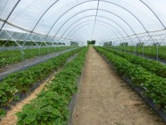 物聯網正在改變養殖業、種植業